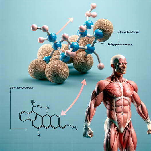 How dehydroepiandrosterone affects muscle mass