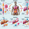Pharmacokinetics of stenbolone: absorption, distribution, metabolism, excretion